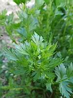 Celeri - Apium graveolens (3)
